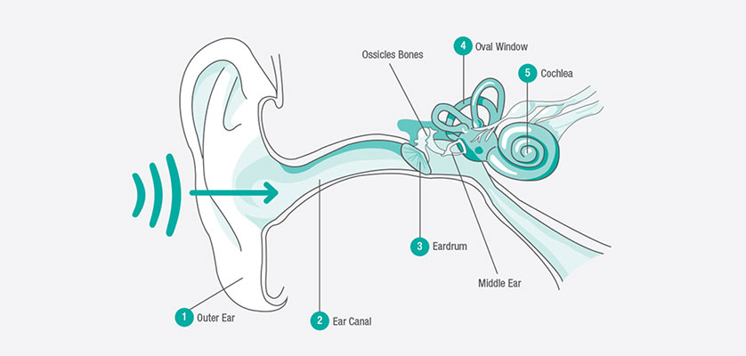 Ear Anatomy - Maple Glen, PA